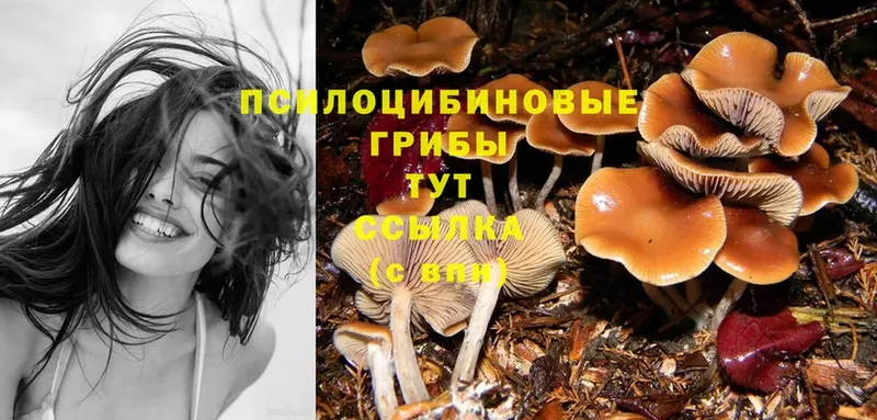 купить наркоту  Фурманов  Псилоцибиновые грибы Psilocybine cubensis 